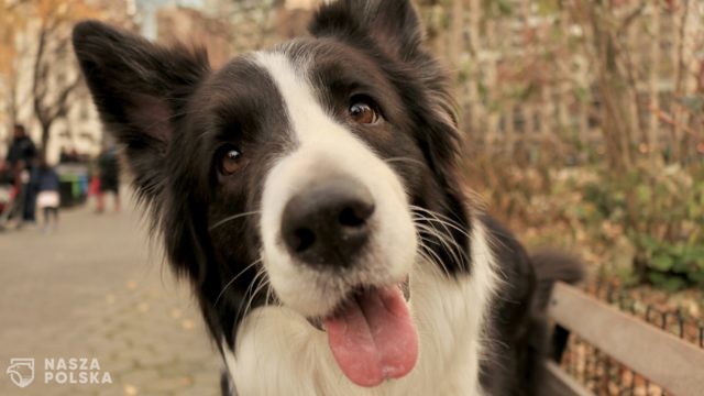 W Nowym Jorku zaczyna brakować psów i kotów do adopcji