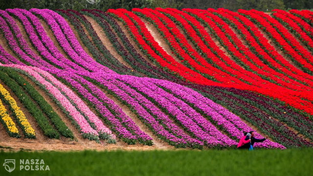 Tulipany – Niemcy