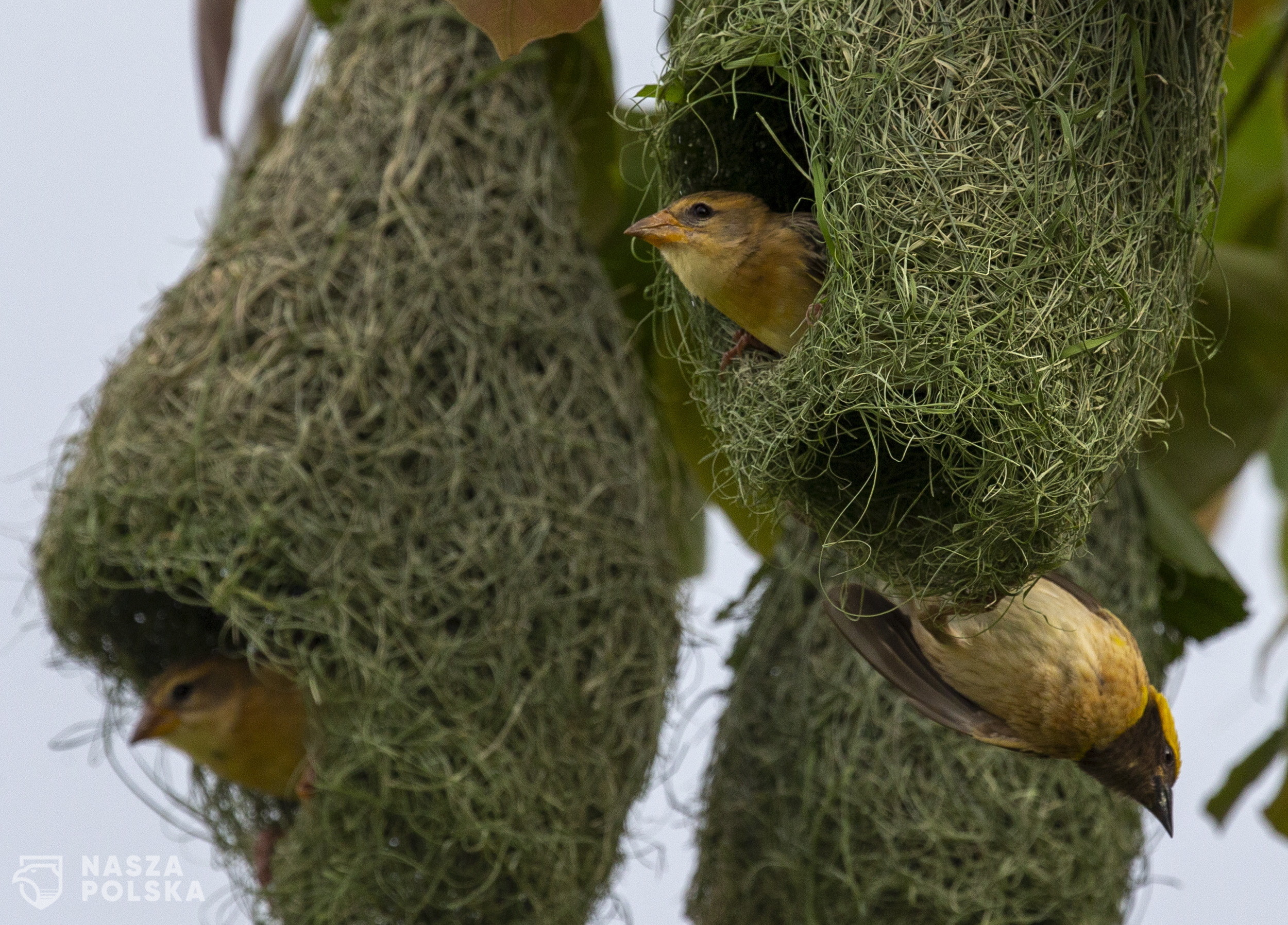 epa08437472 A family of Baya weavers (Ploceus philippinus) – known locally as 'twop chara' – look on from their nest in the forest near Kathmandu, Nepal, 22 May 2020. Nepal is a main destination for migratory birds coming from the southern parts of Southeast Asia as well as from Africa and Australia, due to its favorable breeding environment. According to ornithologists, more than 900 birds species have been spotted in Nepal.  EPA/NARENDRA SHRESTHA 
Dostawca: PAP/EPA.