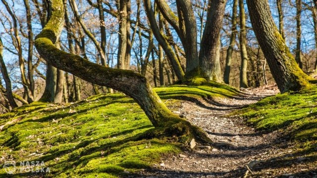 Lublin: narkotyki warte pół miliona złotych zakopane w lesie