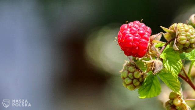 UOKiK: Nie ma podstaw, że trudna sytuacja na rynku malin może być wynikiem zmowy cenowej