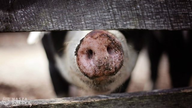 PiS nie wycofuje się z „piątki dla zwierząt”, ale też się nie spieszy
