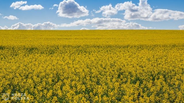 Naukowcy: ważny błąd rolnictwa i leśnictwa szkodzi klimatowi i obiegowi wody