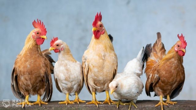 Holandia wybija dziesiątki tysięcy kurcząt z obawy przed ptasią grypą