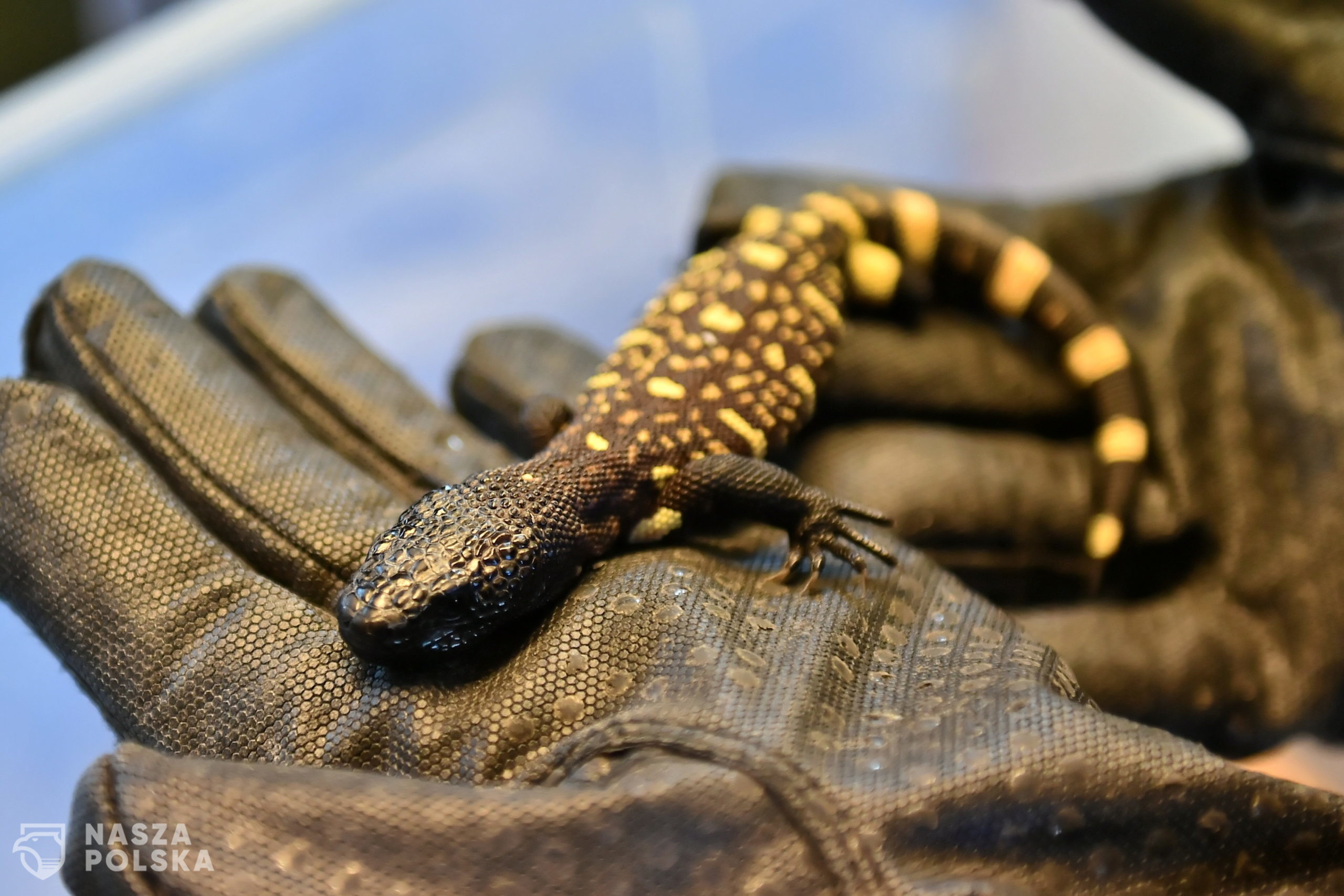 Wroc³aw 08.04.2021. M³oda heloderma meksykañska w Terrarium wroc³awskiego zoo, 8 bm. Dwie jaszczurki wyklu³y siê pod koniec lutego z jaj, które ich matka z³o¿y³a w sierpniu 2020 r. Doros³a heloderma meksykañska osi¹ga ponad 60 cm d³ugoci. W naturze gady te wystêpuj¹ g³ównie w Meksyku i Gwatemali. S¹ jadowite, jednak jadu u¿ywaj¹ przede wszystkim w samoobronie. Poprzedni lêg helodermy we wroc³awskim ogrodzie zoologicznym mia³ miejsce w 2016 r. (jm) PAP/Maciej Kulczyñski