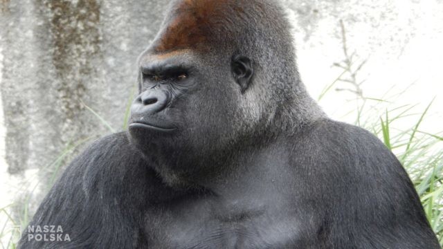 W weekend będzie się można zaszczepić w łódzkim zoo