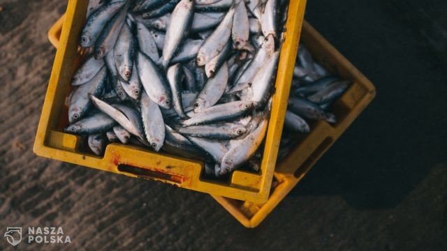 Nawet 80 proc. ludzi nie przyjmuje odpowiednich dawek kwasów omega-3. Główny powód to zbyt mało tłustych ryb w diecie i brak suplementacji
