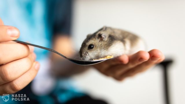 Japonia: badanie na chomikach: Omikron mniej niszczy płuca niż Delta