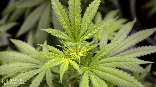 Opole: małżeństwo oskarżone o wyprodukowanie 100 kg marihuany