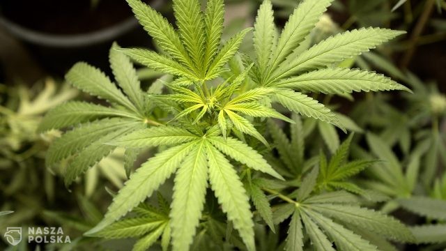 Komendant CBŚP: mniej plantacji marihuany w Polsce, przestępcy zaopatrują się w Hiszpanii